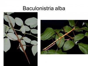 Baculonistria alba
